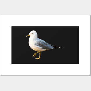 Seagull on Summer Beach Posters and Art